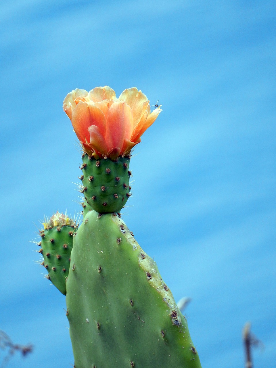 cactus  madeira  flora free photo