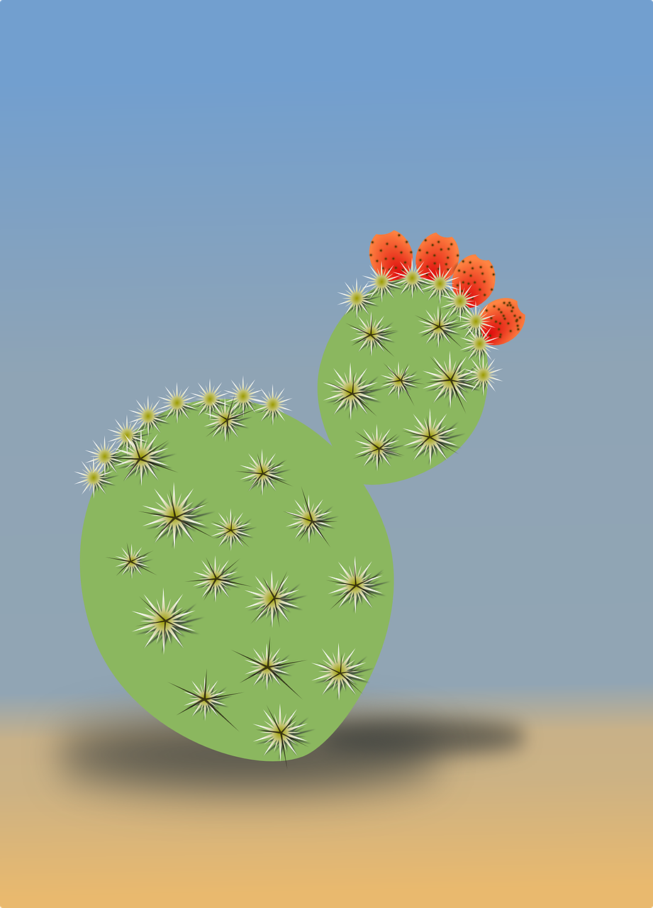 cactus desert dry free photo