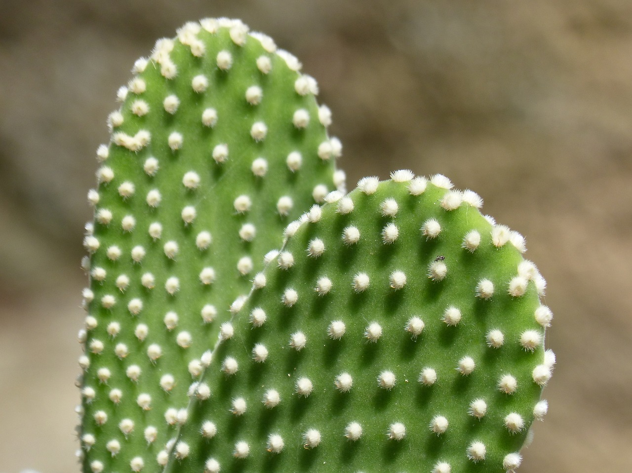 cactus  skewers  thorns free photo