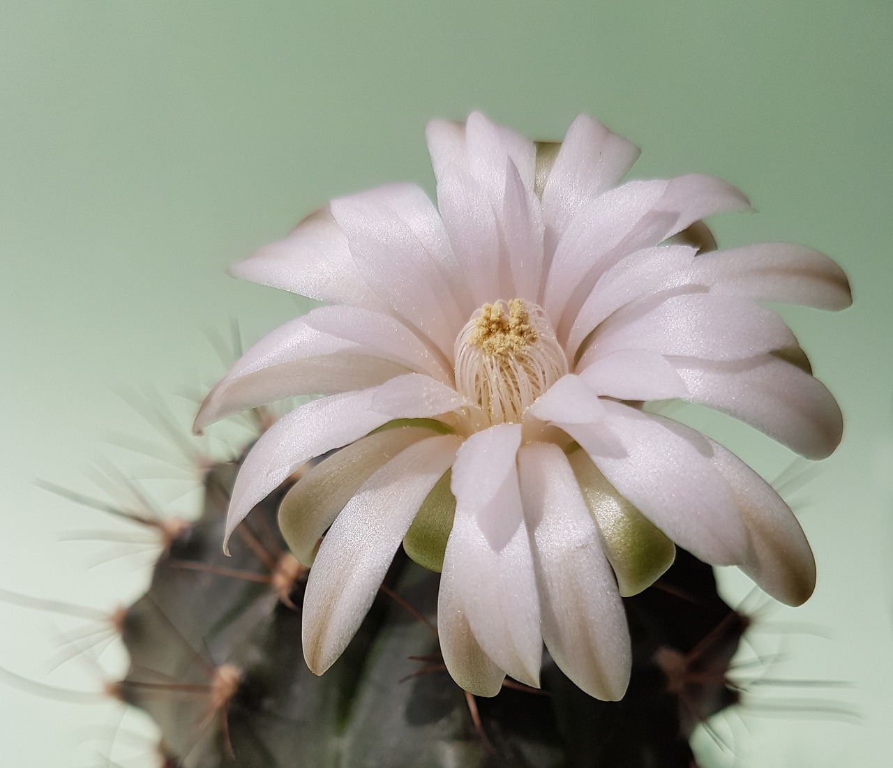 cactus  flower  pale pink free photo