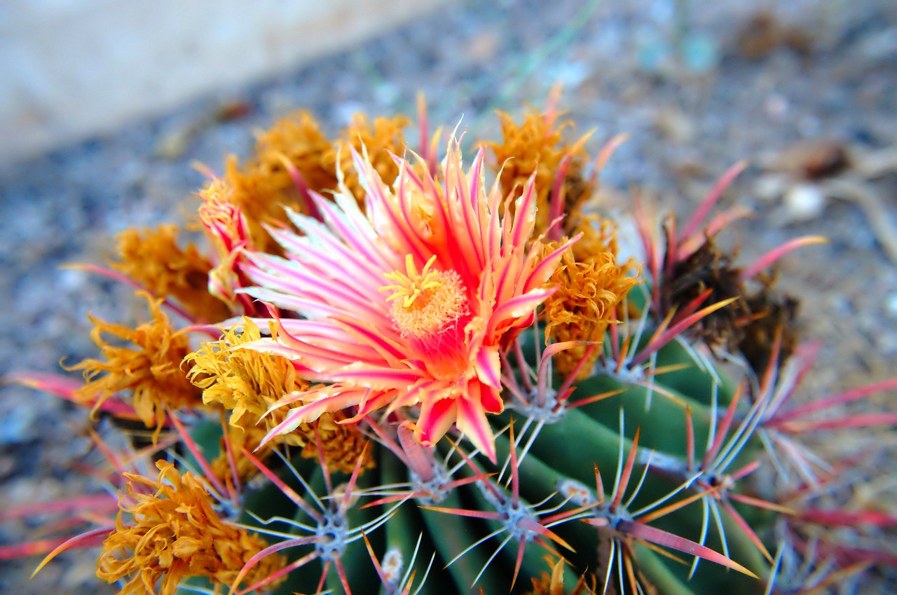 cactus  cacti  plants free photo