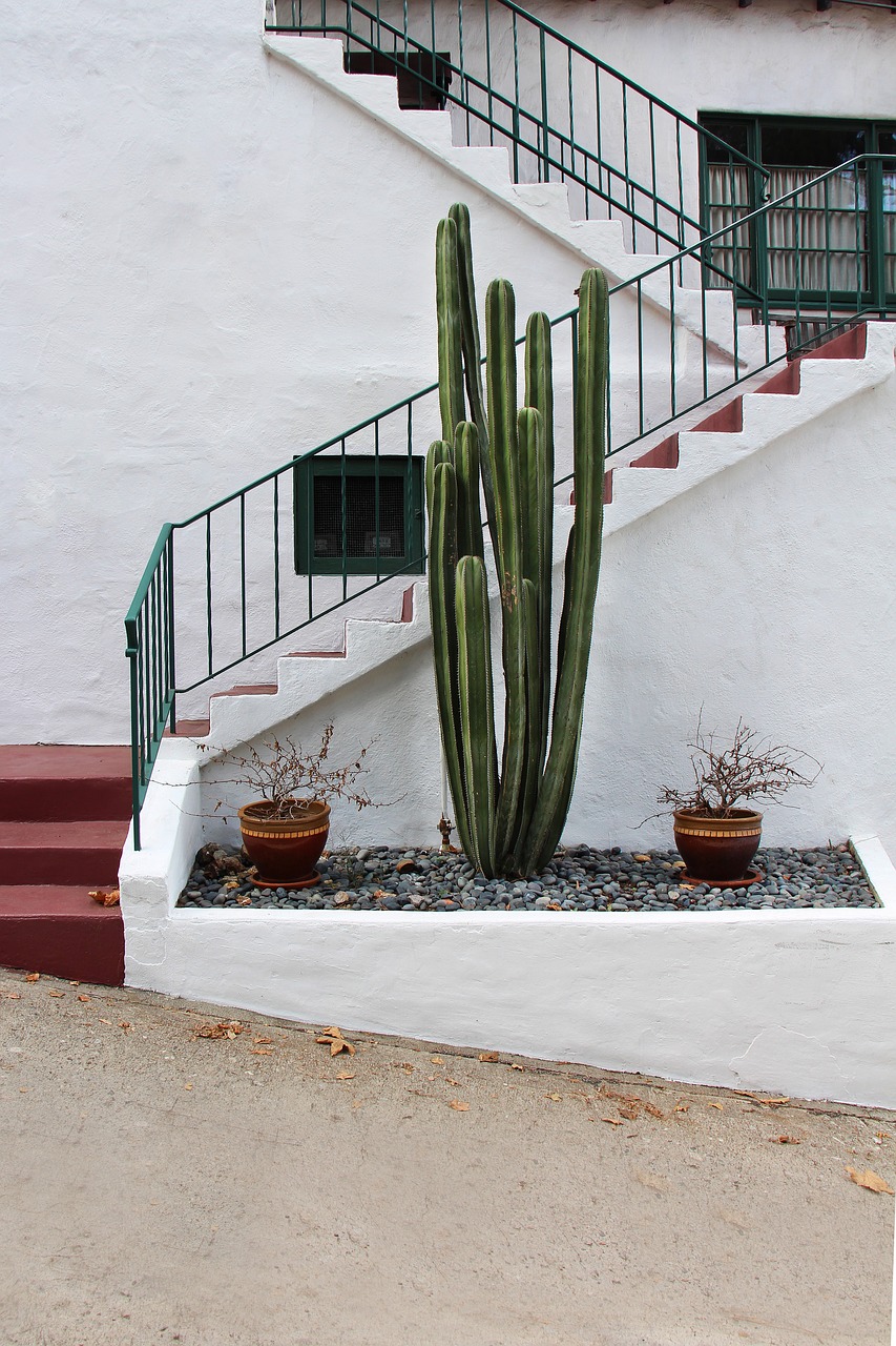 cactus  stairs  house entrance free photo