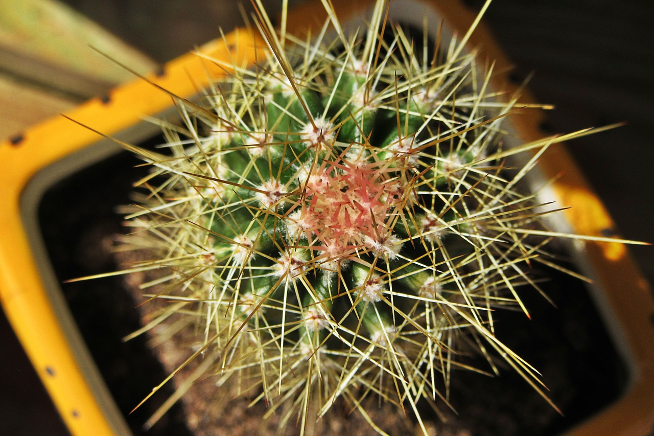 cactus  spines  prickly free photo