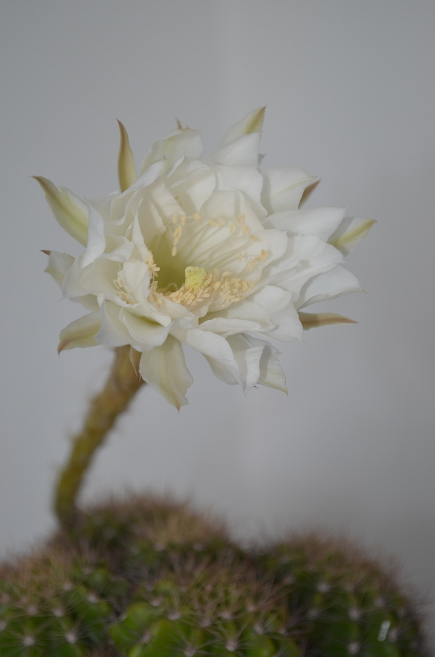 cactus  flower  green free photo