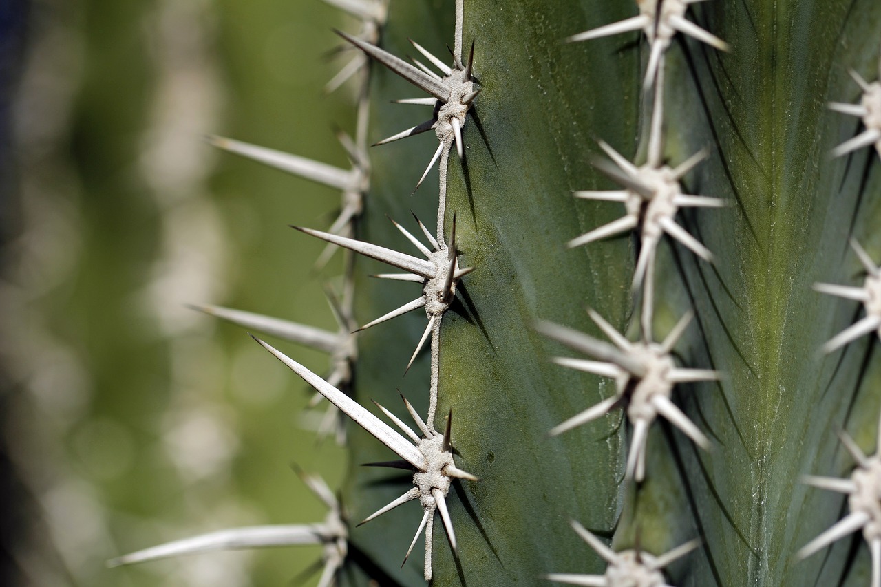 cactus  thorns  thorny free photo