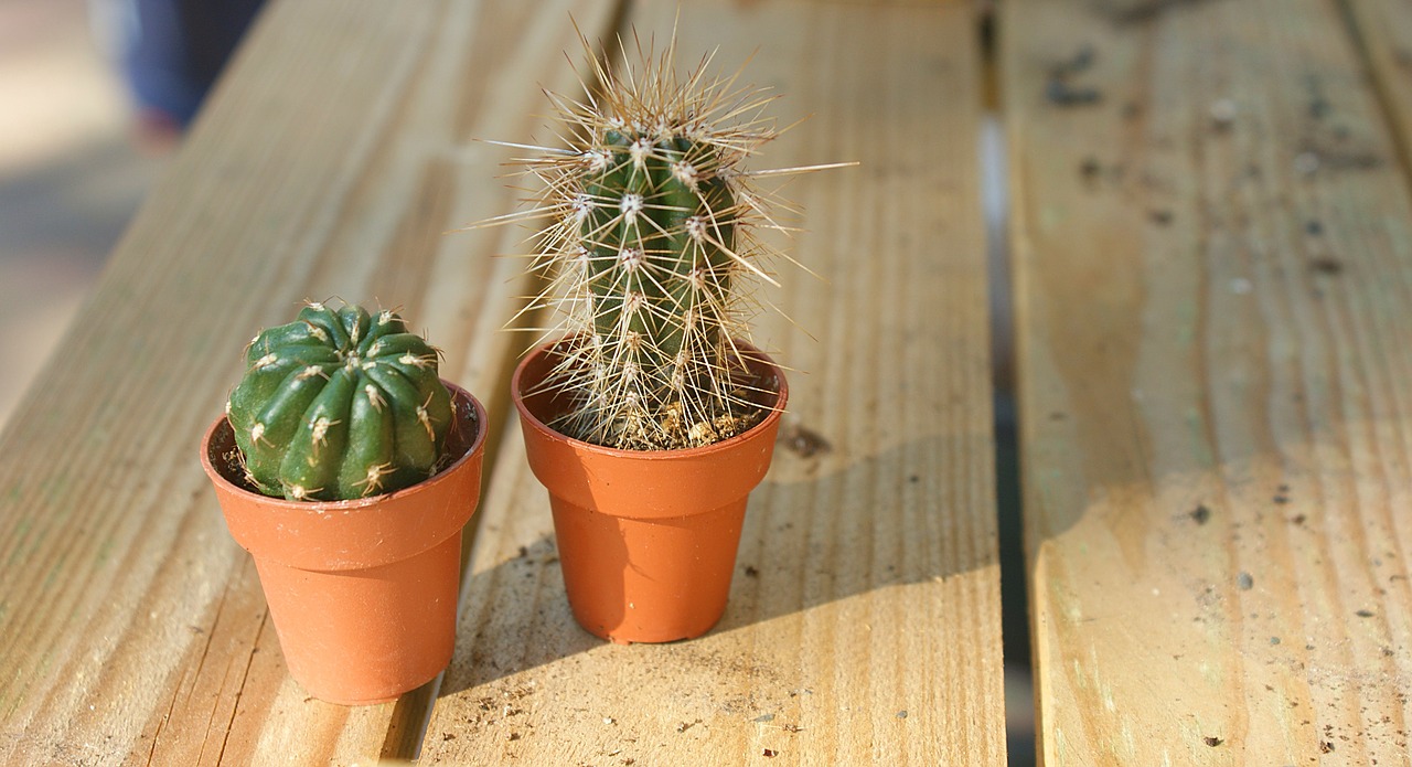 cactus  plant  plants free photo