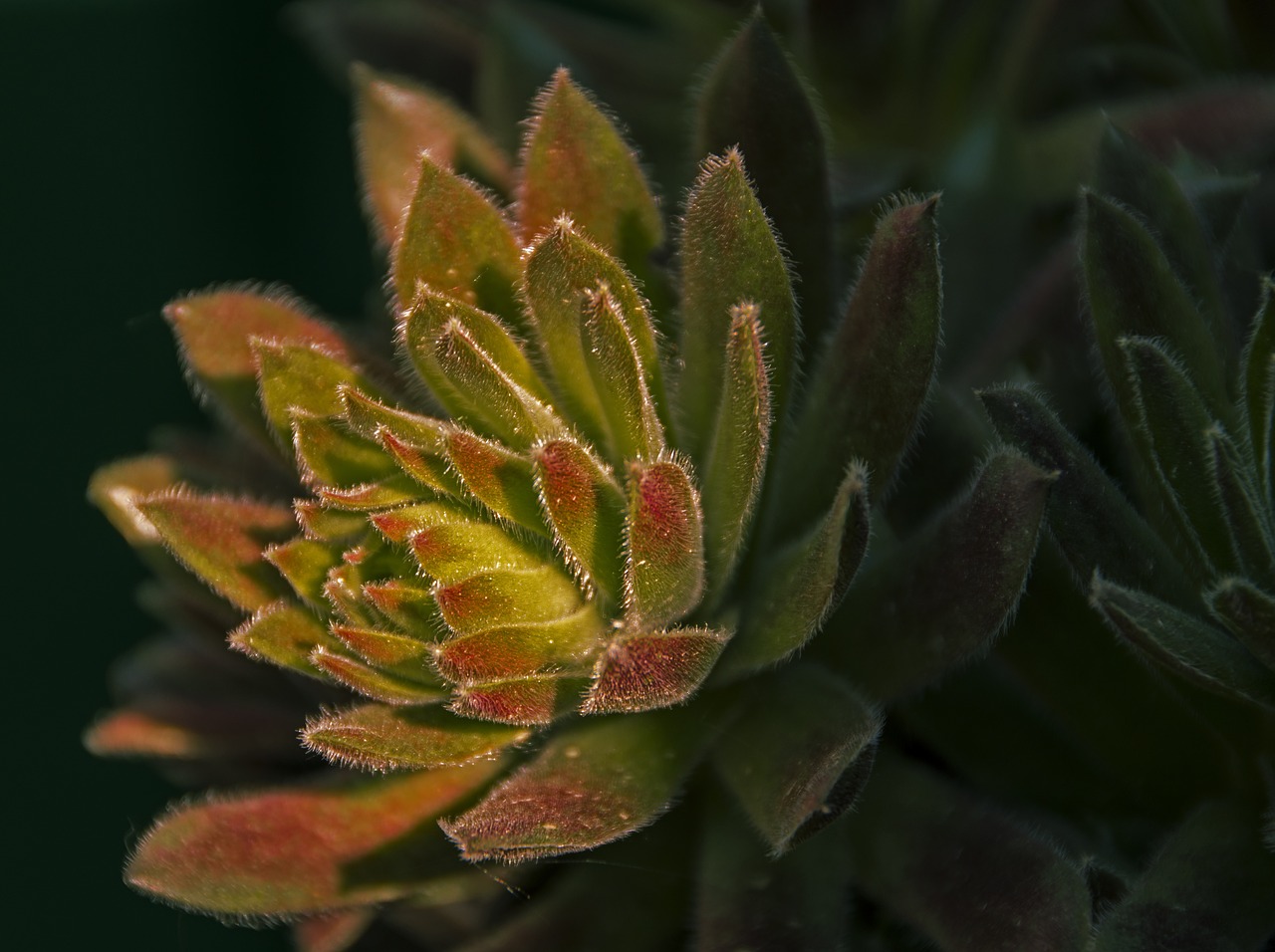 cactus  plant  botanical free photo