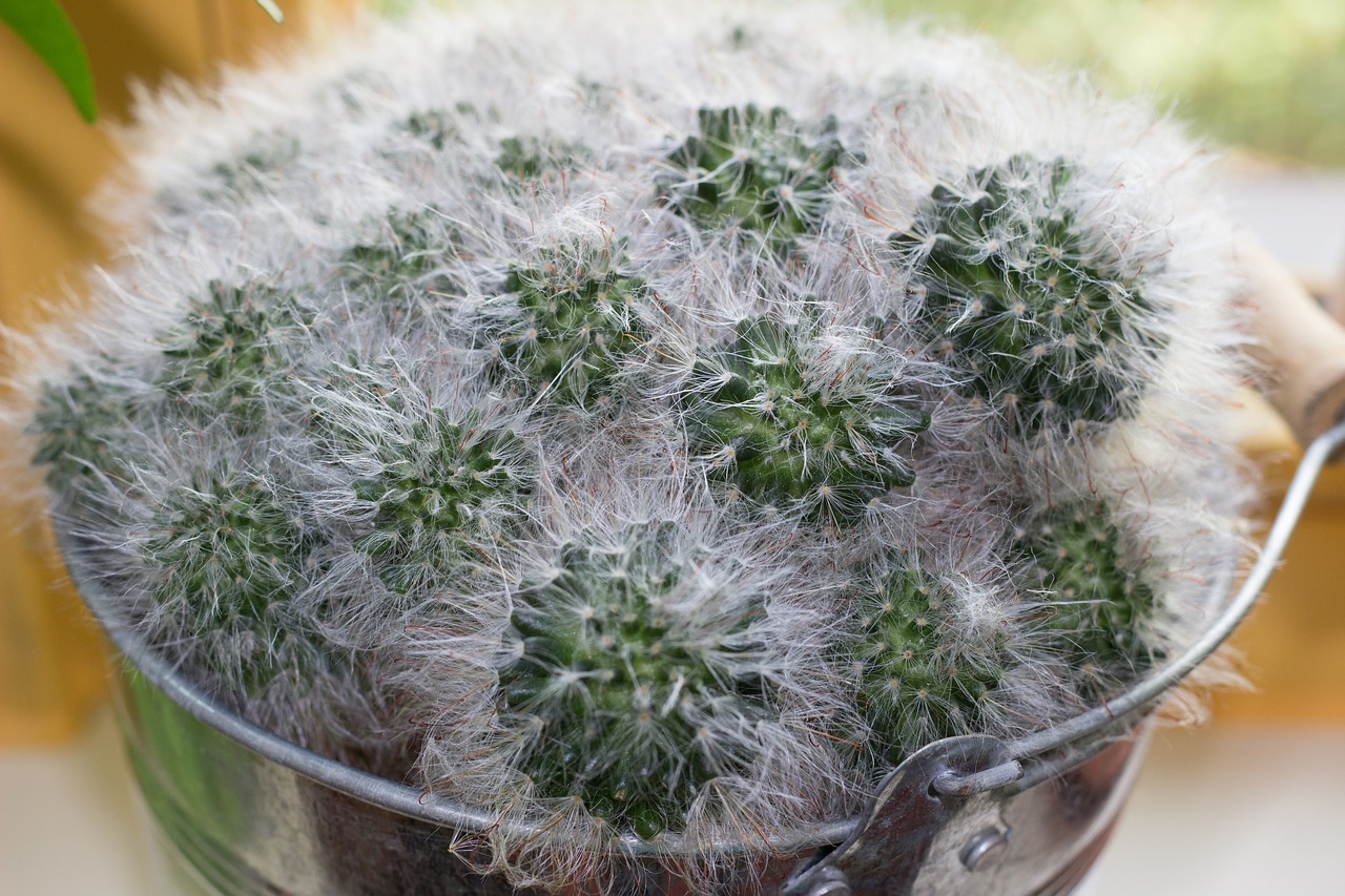 cactus  spur  plant free photo