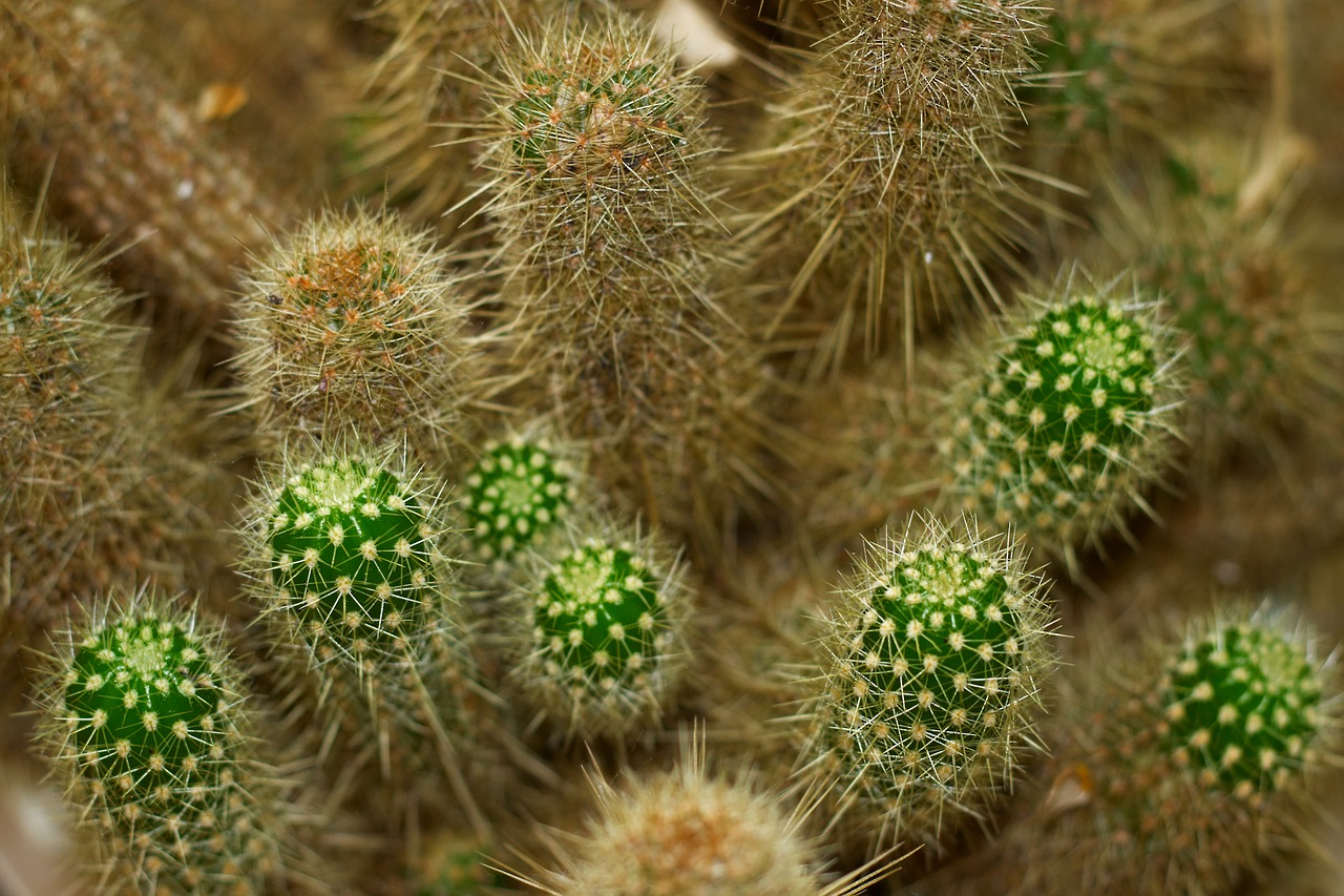 cactus  thorns  nature free photo