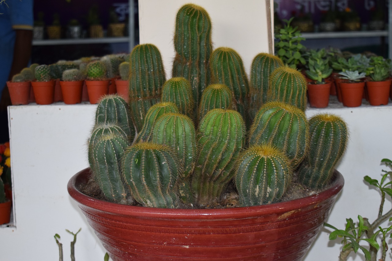 cactus  plant  houseplant free photo