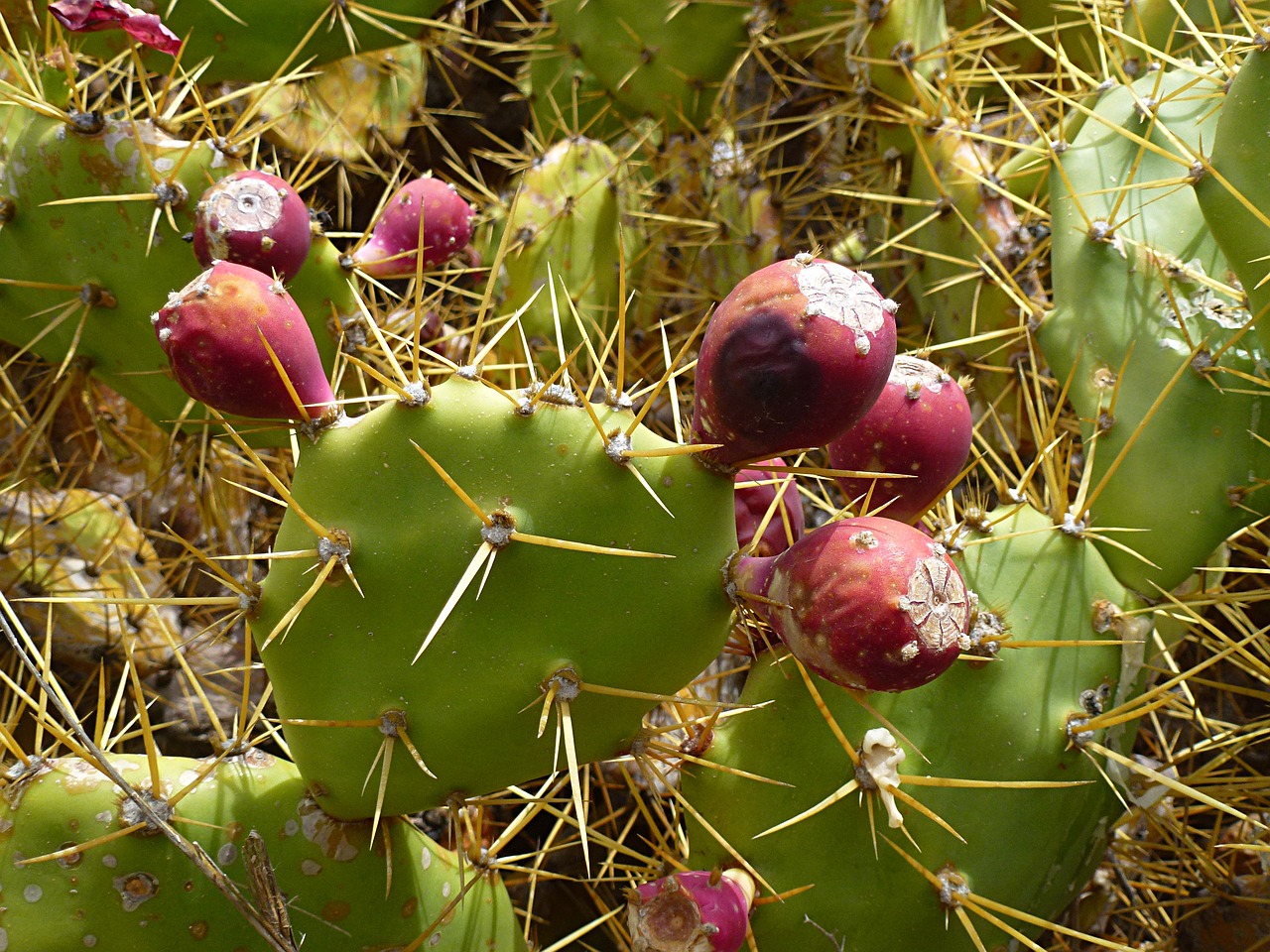 cactus  cactus fruit  prickly free photo