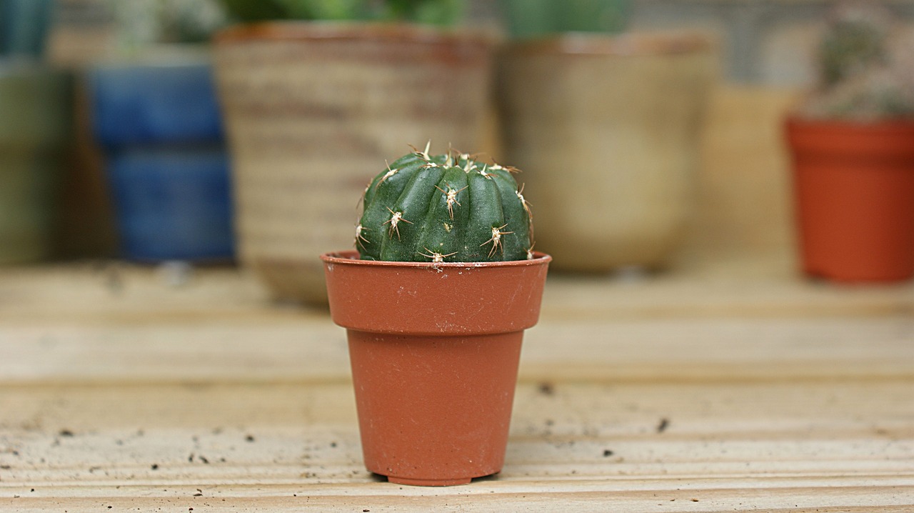 cactus  small  green free photo