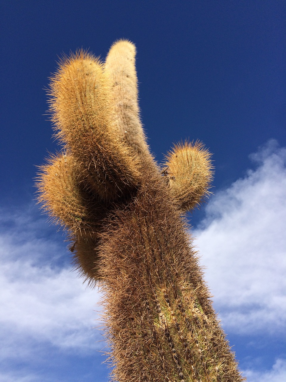 cactus  sky  desert free photo