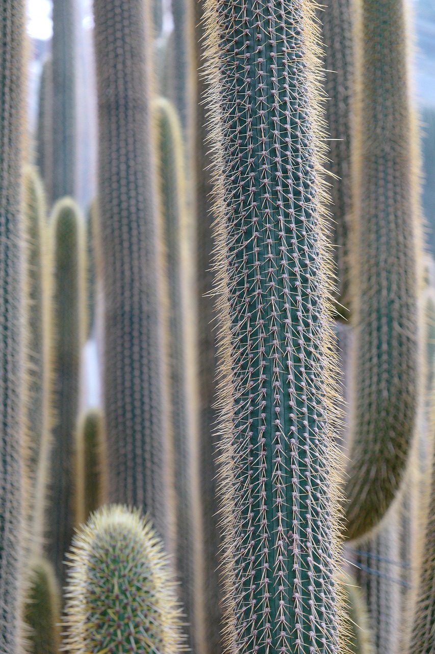 cactus  plant  prickly free photo