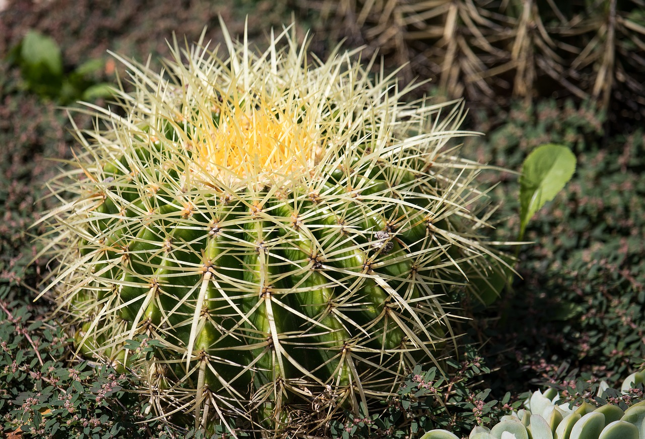 cactus  plant  green free photo