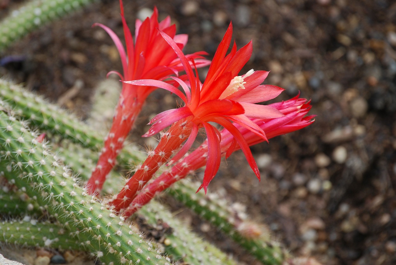 cactus cactaceae disocactus martianus free photo