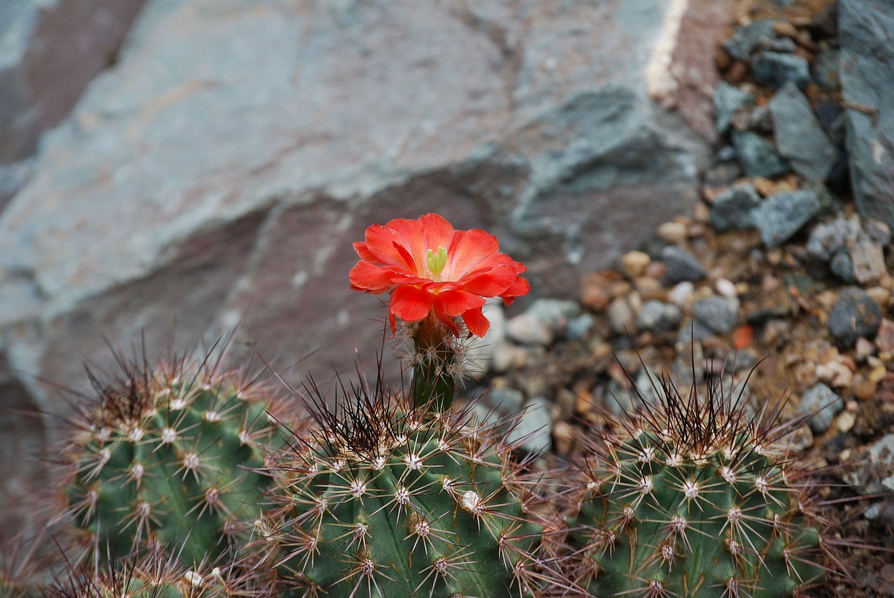 cactus cactaceae desert flower free photo