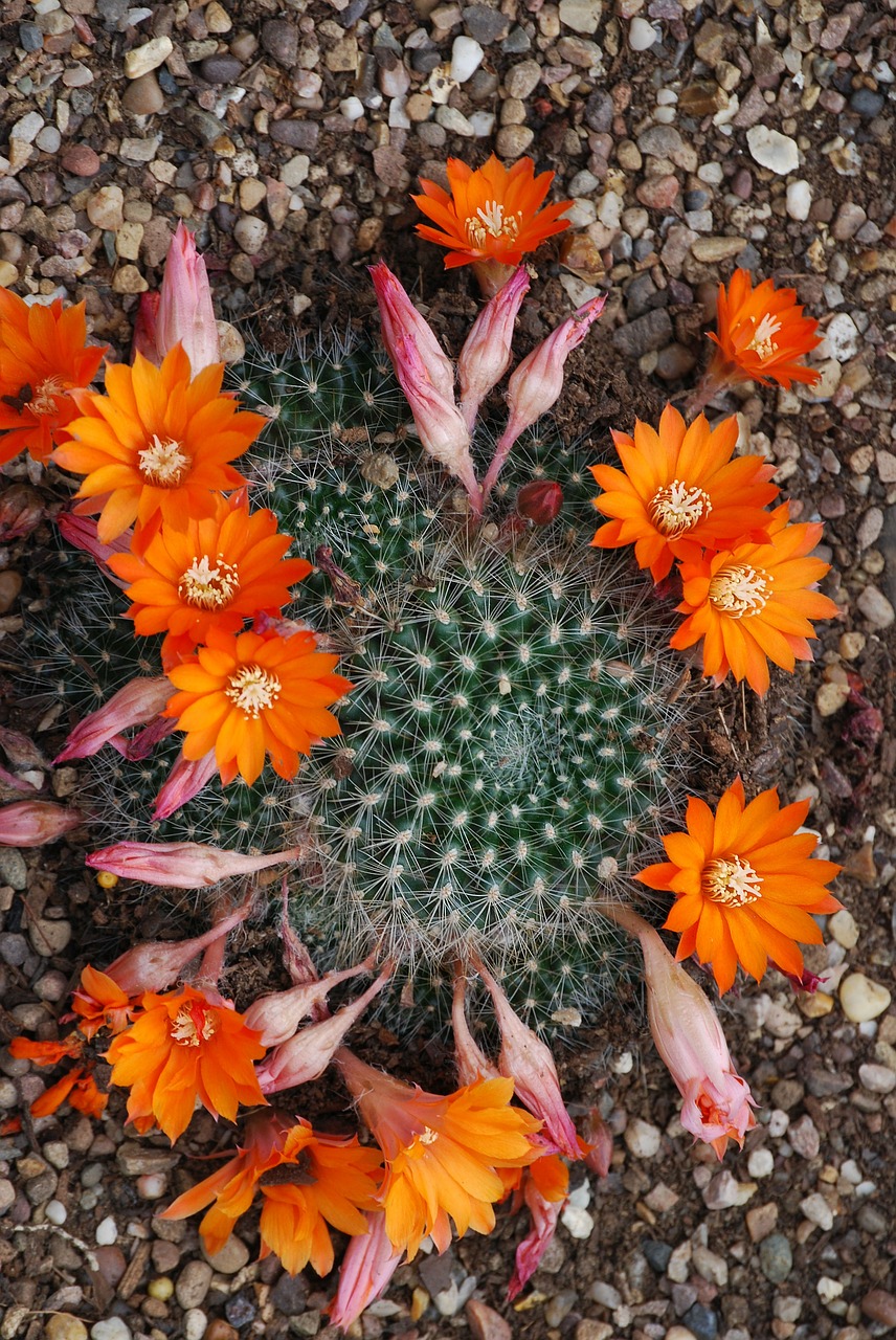 cactus cactaceae desert flower free photo