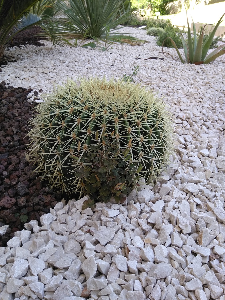 cactus  france  green free photo