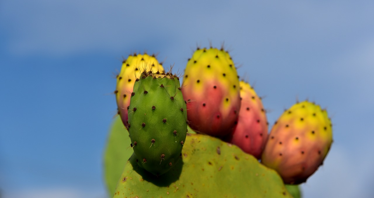 cactus  prickly pear  prickly free photo