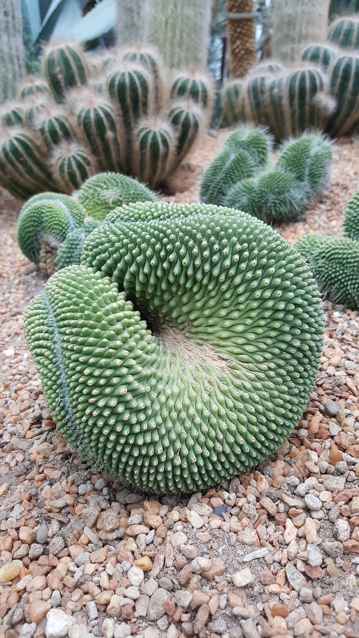 cactus  green  plant free photo