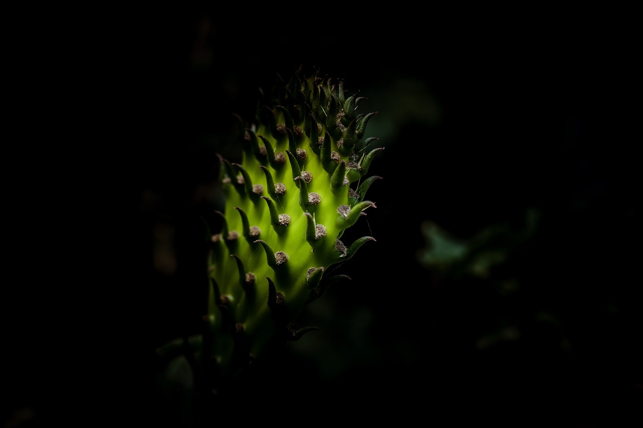 cactus  green  plant free photo