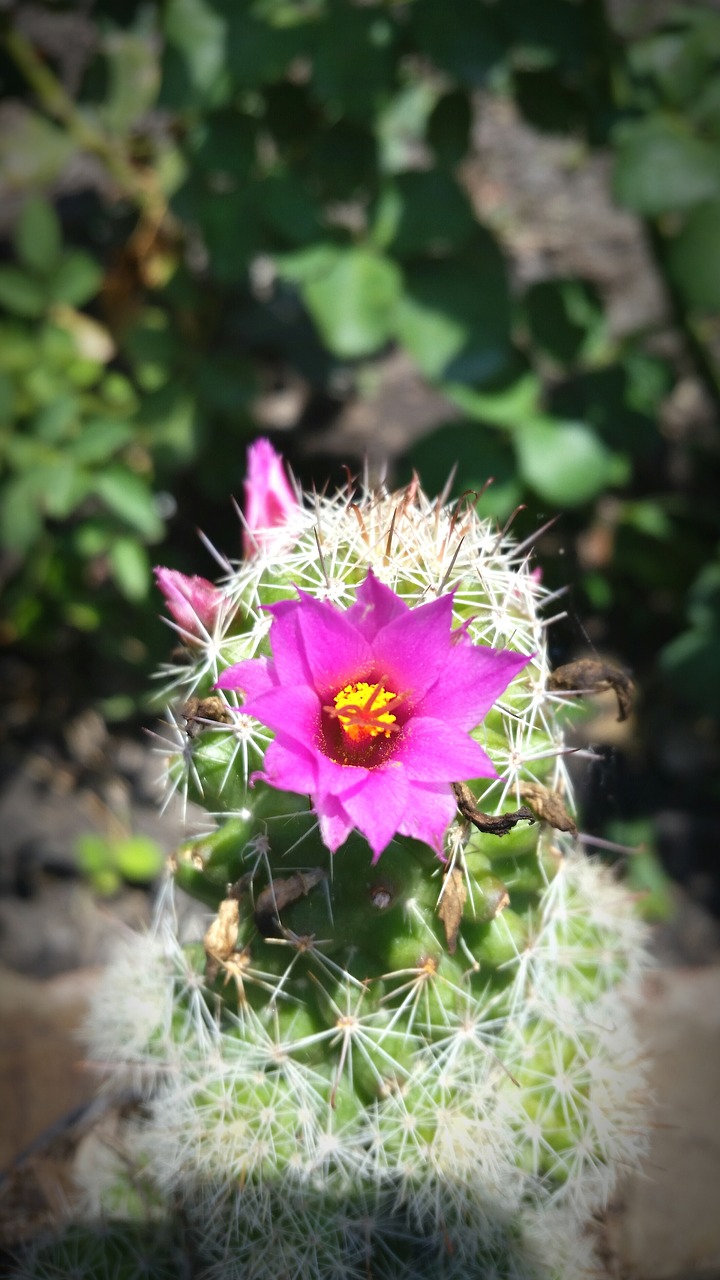 cactus  flower  desert free photo