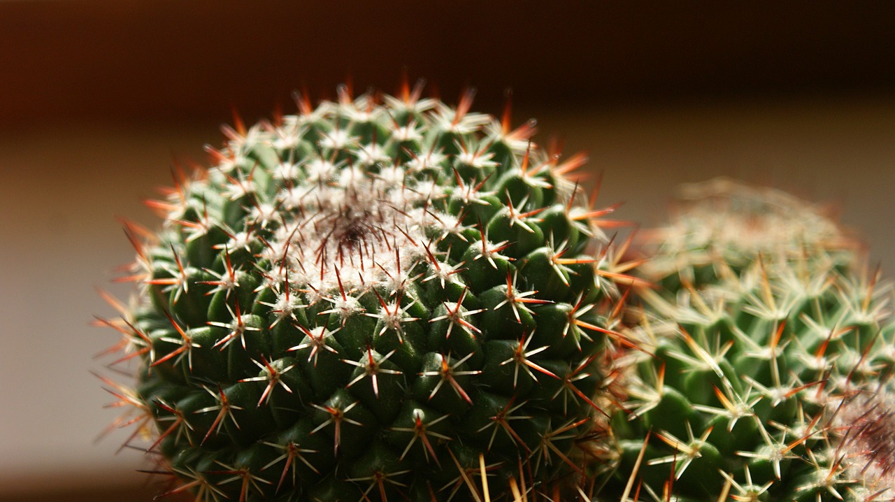 cactus  plant  vegetable free photo