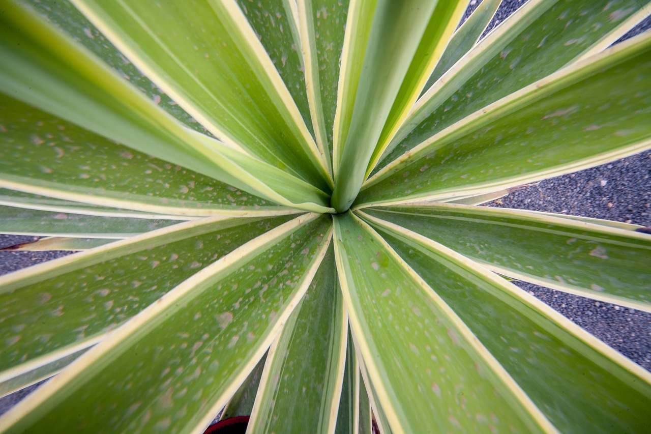 cactus  plant  nature free photo