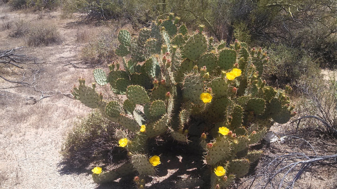 cactus cacti flower free photo