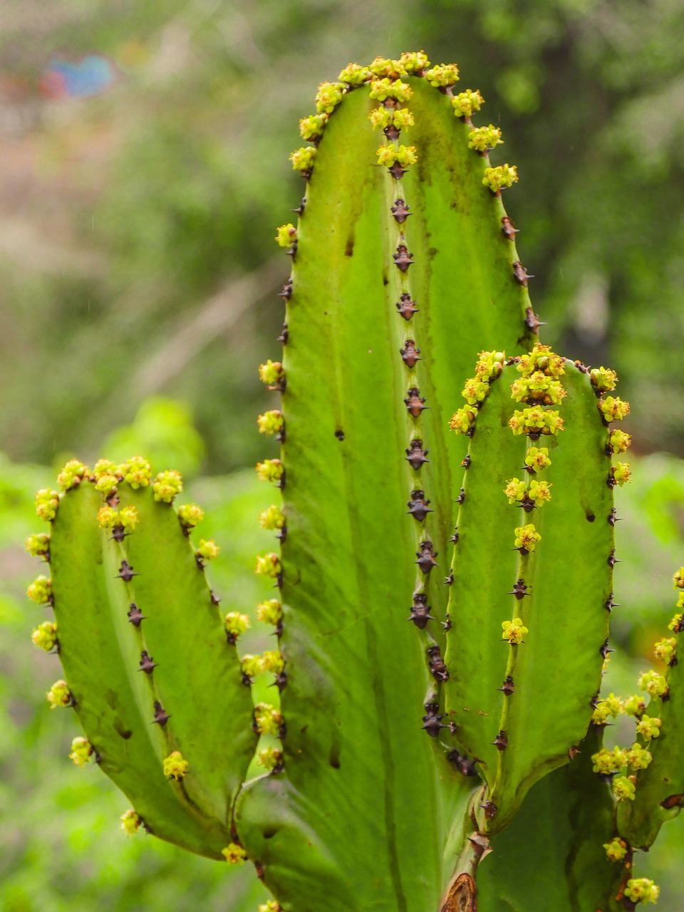 cactus  shoots  flowers free photo