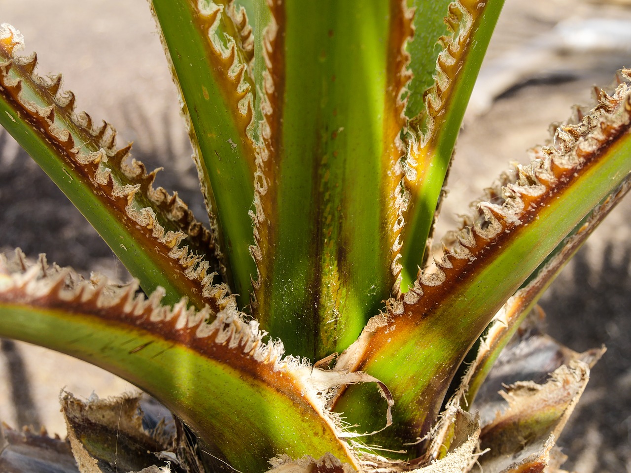 cactus  agave  prickly free photo