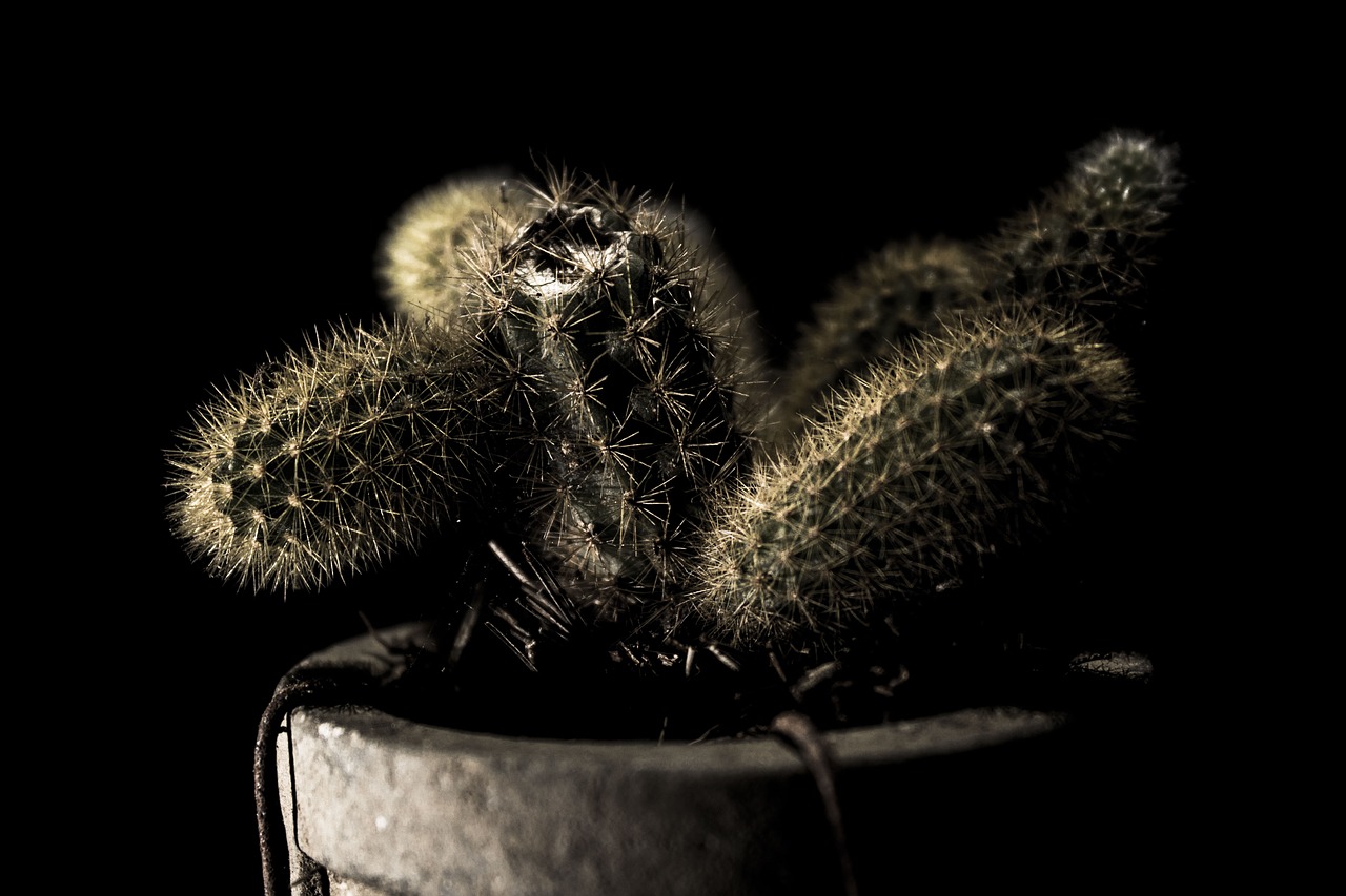 cactus  plant  dark free photo