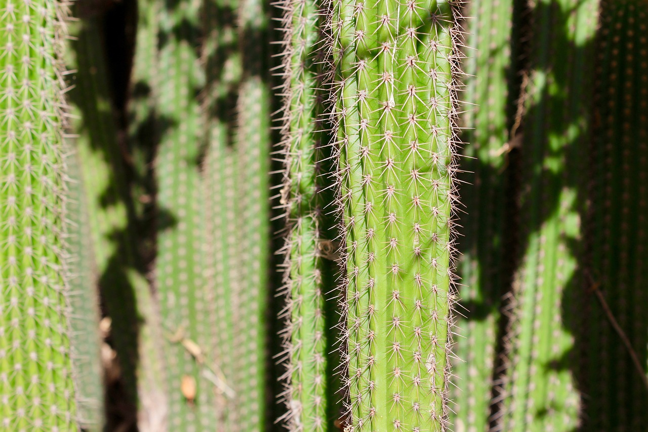 cactus  shadow  green free photo