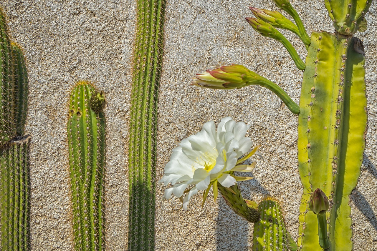 cactus  flowering  white flowers free photo