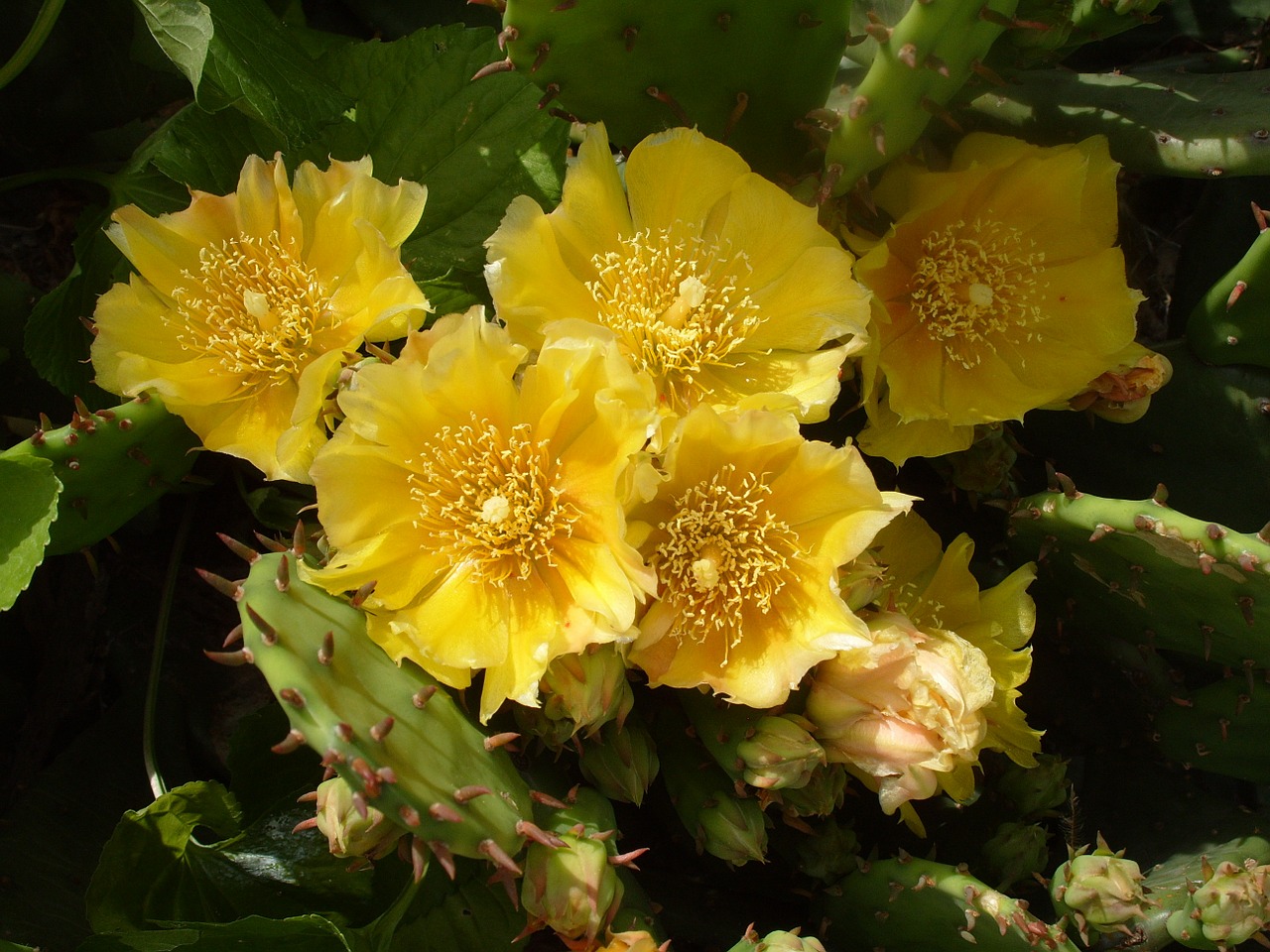 cactus cactus flower yellow cactus flower free photo