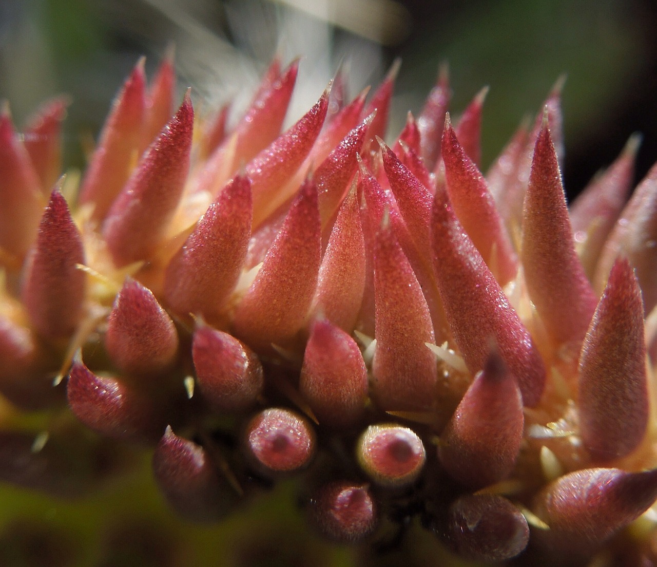 cactus flower bloom free photo