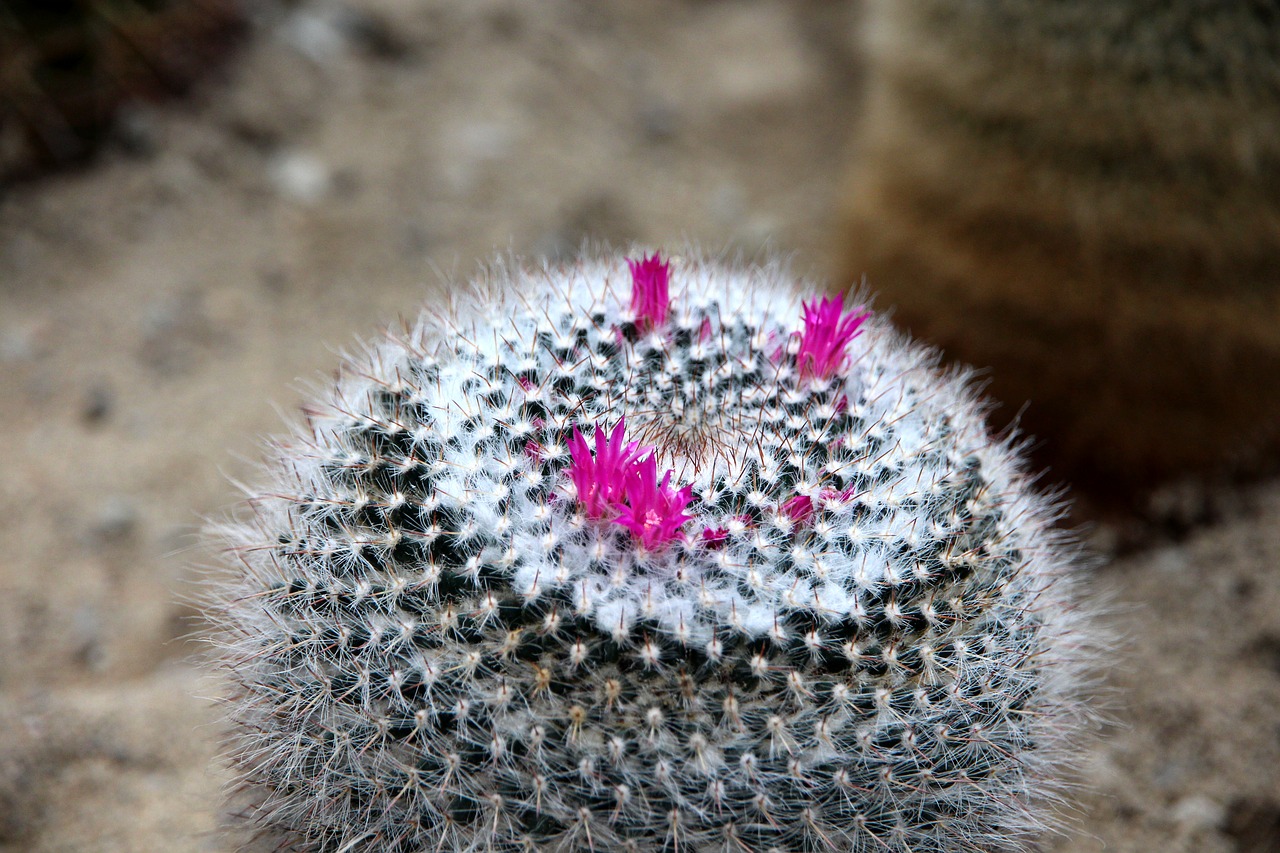 cactus  mammillaria  mammillaria laui free photo