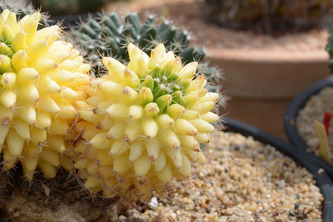 cactus  colour  nature free photo