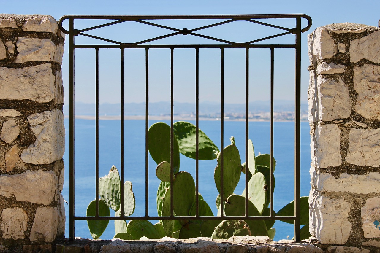 cactus  plant  vegetation free photo