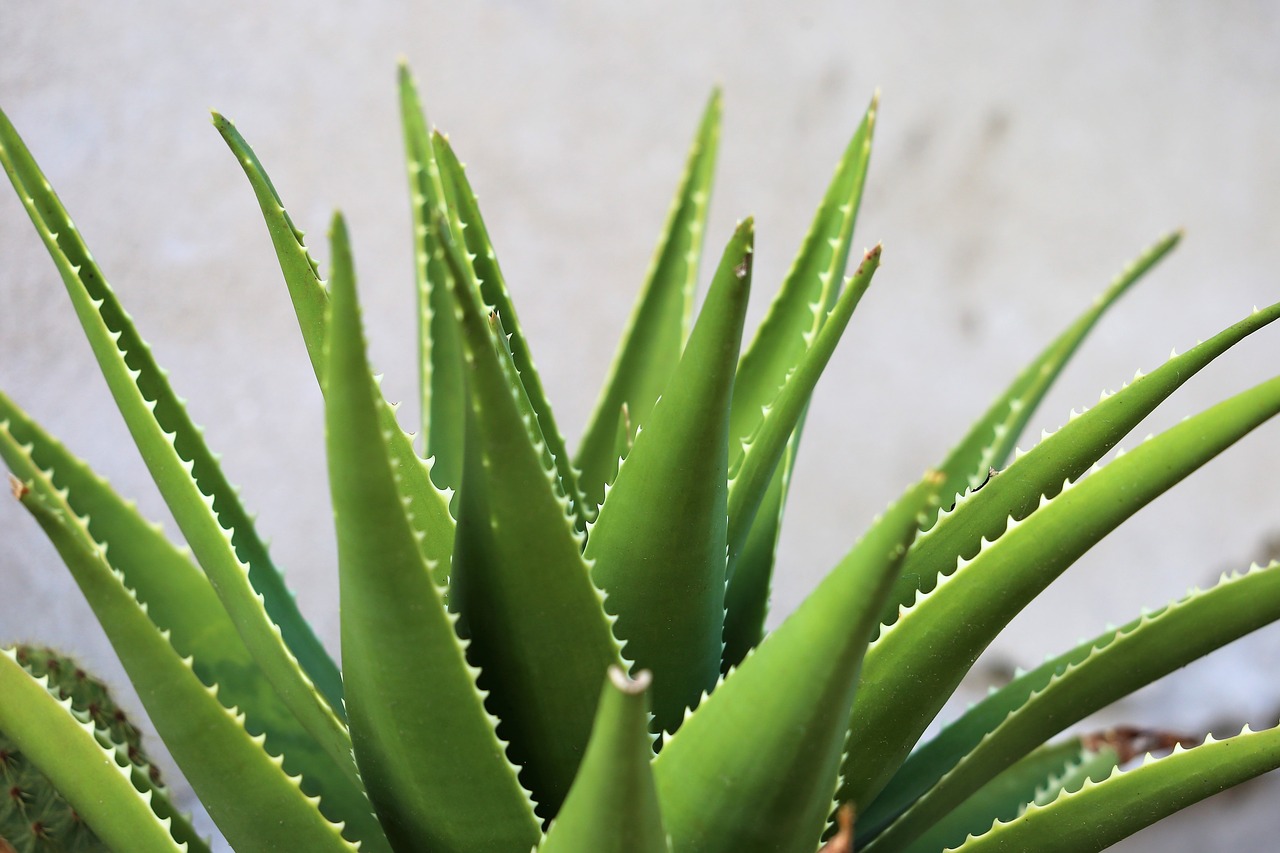 cactus  plant  green free photo