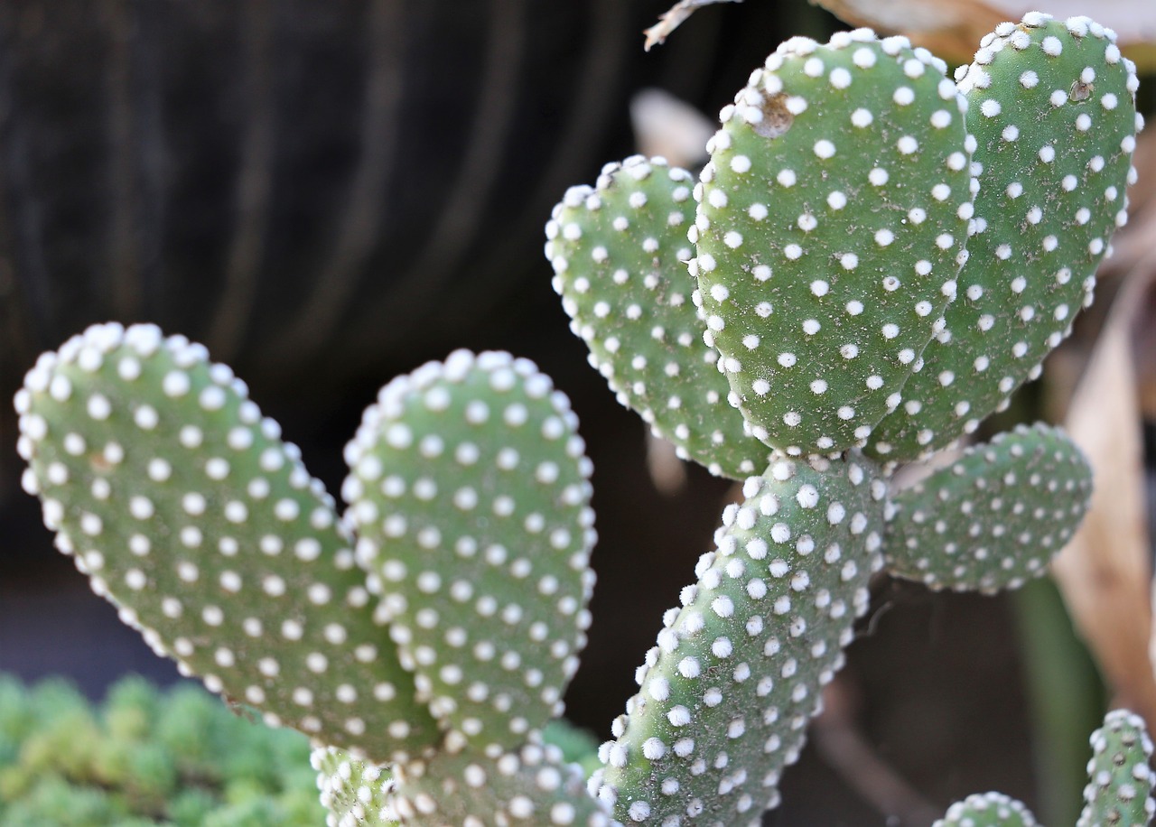 cactus  green  prickly free photo