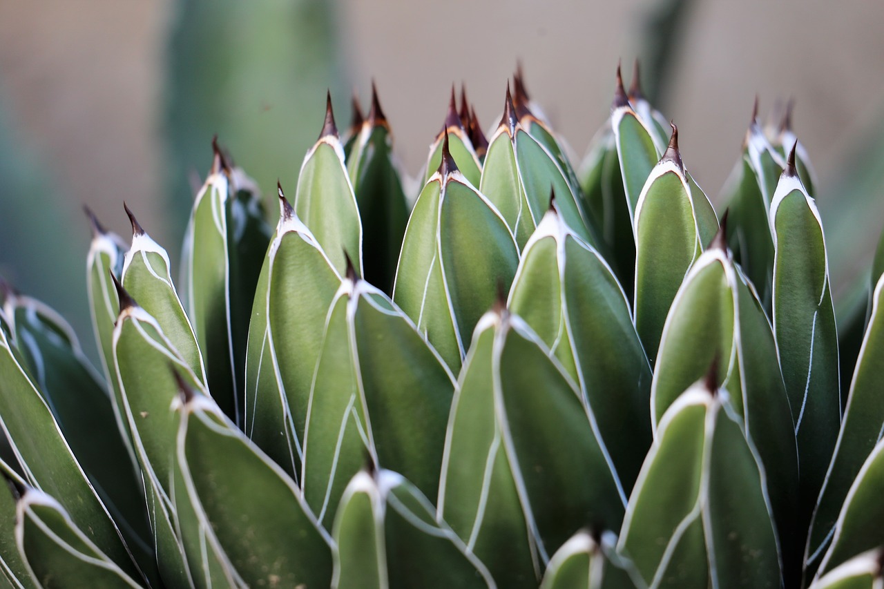 cactus  green  prickly free photo