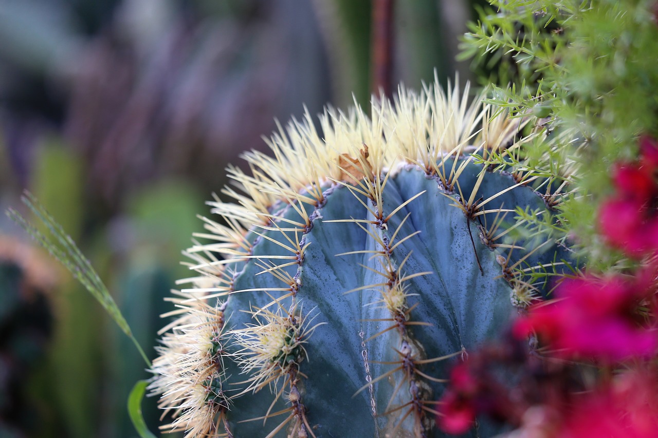 cactus  green  prickly free photo