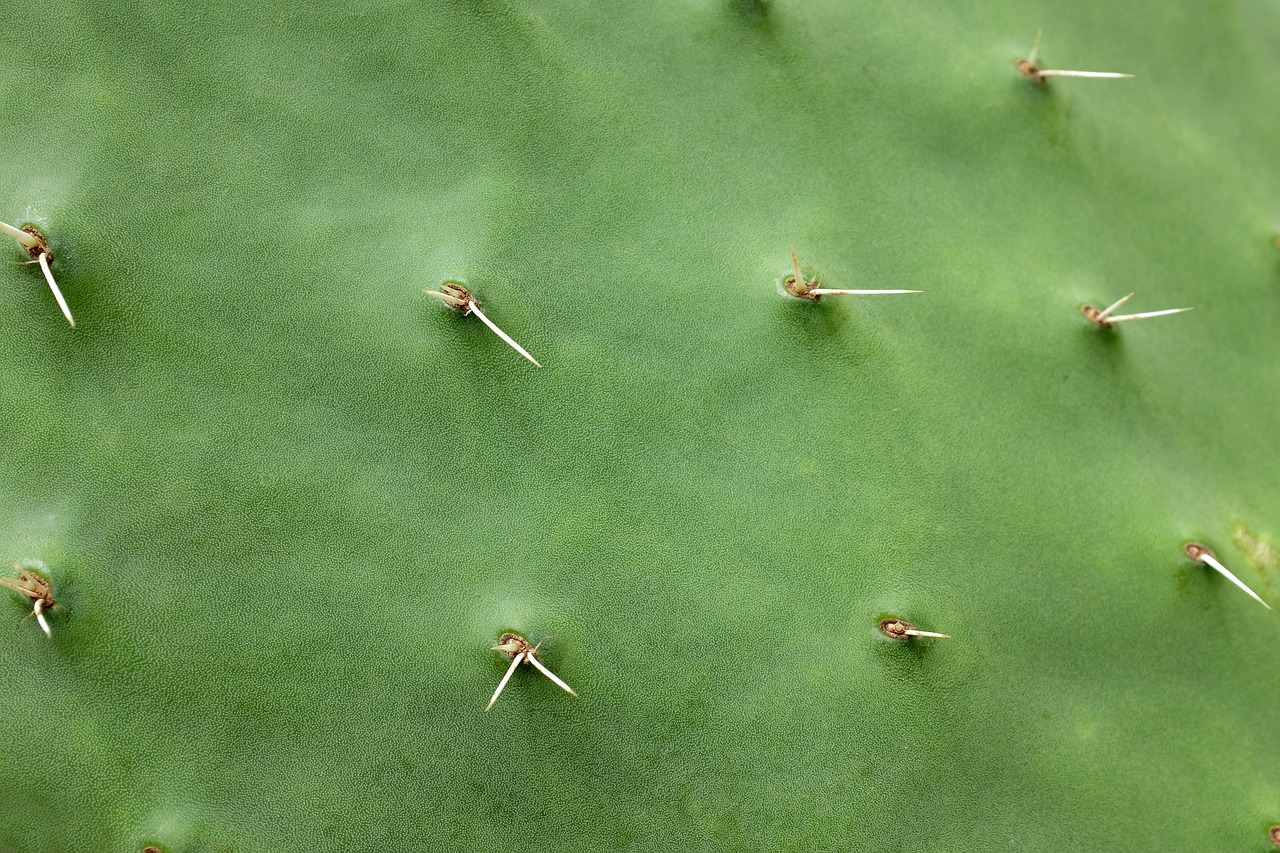cactus  spine  prickly free photo