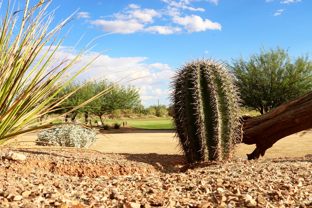 cactus  arizona  desert free photo