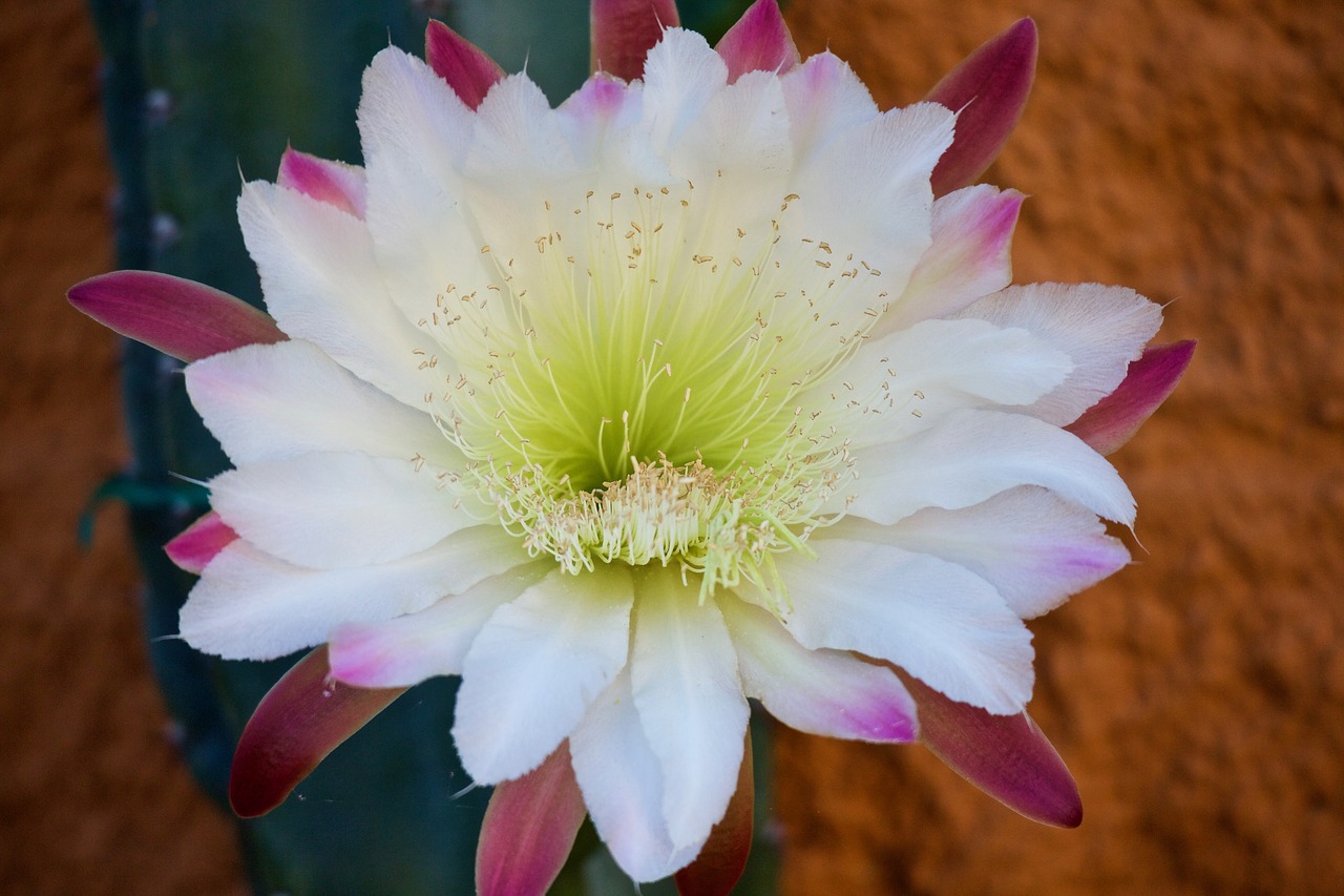 cactus  cactus flower  fat plants free photo