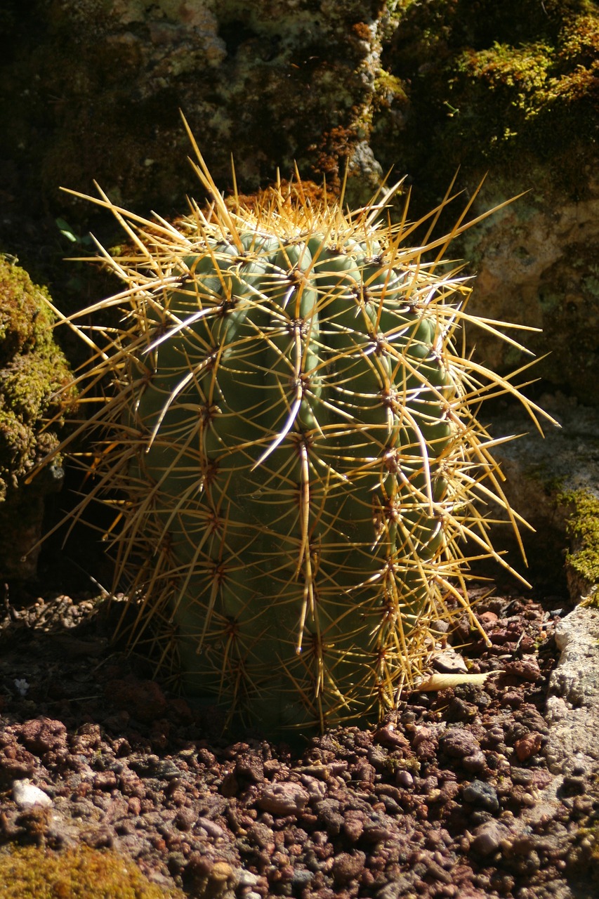 cactus  plants  tropics free photo