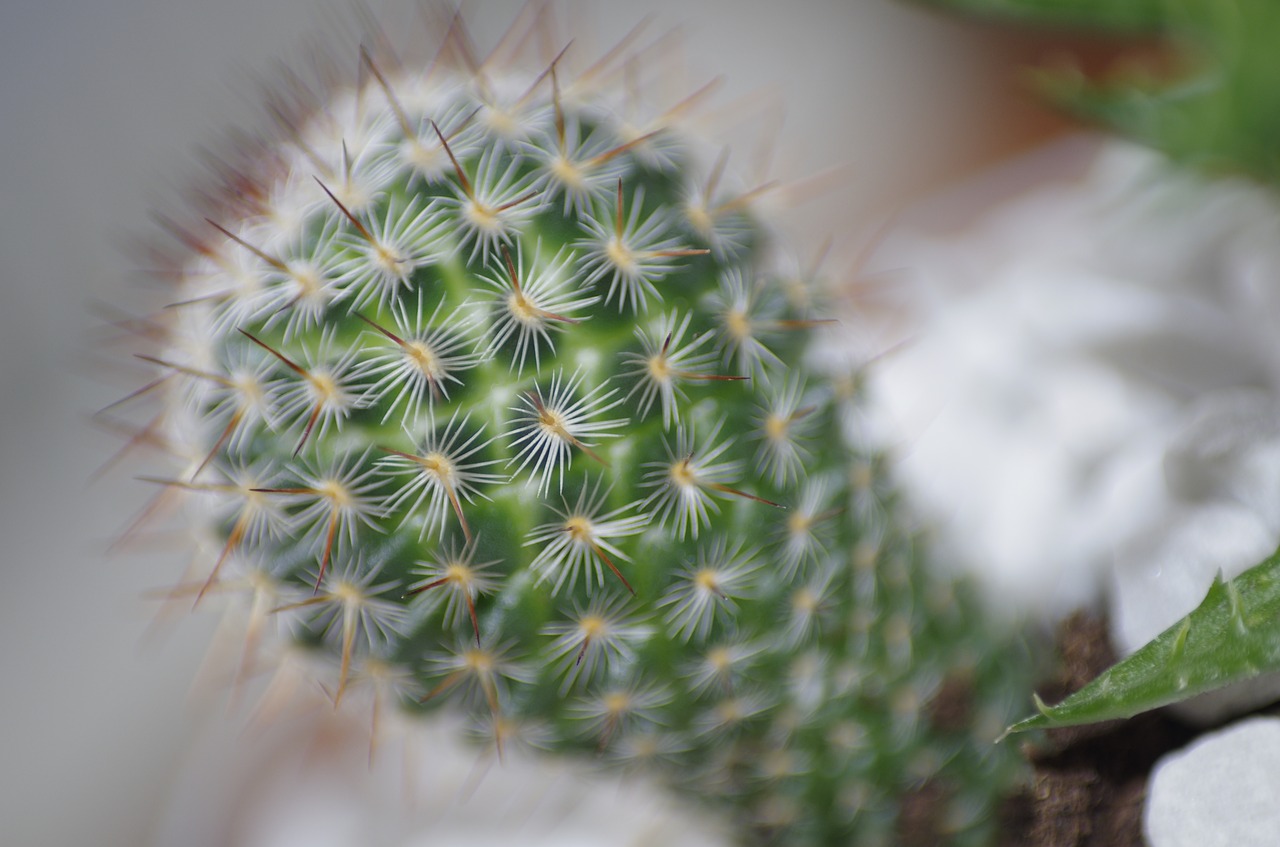 cactus  plant  succulent free photo