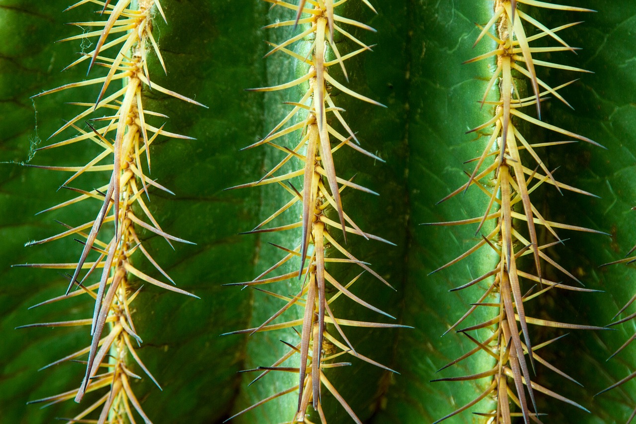 cactus spur thorns free photo